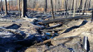 Pioneer Fire Damage